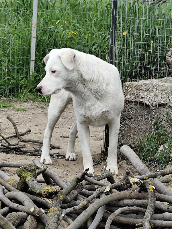 Husky - 10 mesi Foto 5